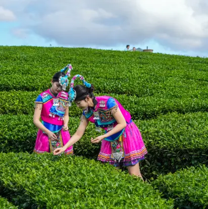 上海同城活动资讯新潮流：品茶交友何以成为本地热点风向标？🍵
