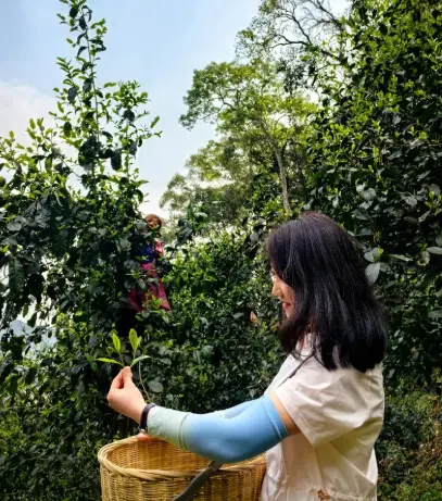 上海嘉定古建筑寻踪：嘉定孔庙与秋霞圃周末开放全攻略