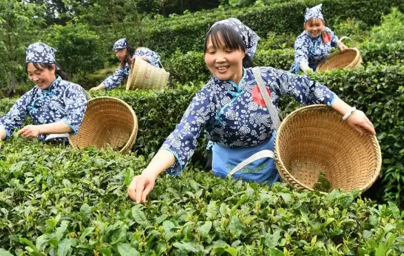 上海山余草舍-复兴西路茶室-园林喝茶：藏在梧桐深处的这处秘境，凭什么让全城茶客集体破防？🌿