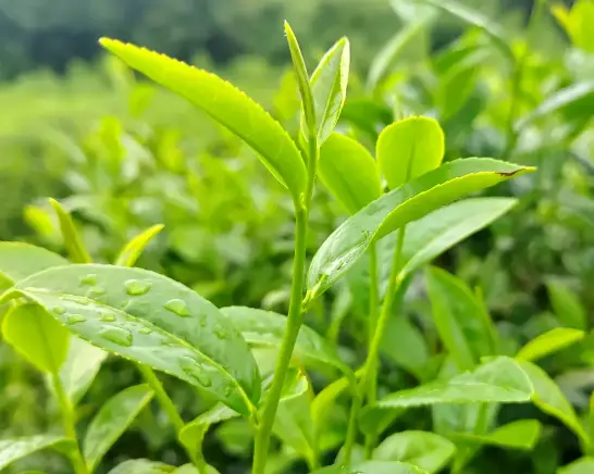 上海朵云书院：上海中心52层的云端阅读奇境，究竟有多震撼？